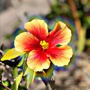 Meet your Posher, Luis